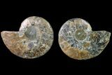 Bargain, Agate Replaced Ammonite Fossil - Madagascar #158326-1